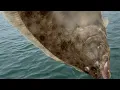 I went FLUKE fishing in Long Island Sound