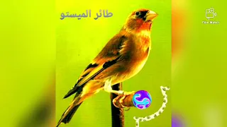 الميستو الطائر الهجين  الميستو الطائر الهجين
