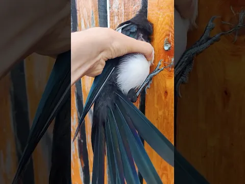 Kind Woman Rescues A Magpie Trapped In A Fence