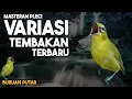 Lagu 🔴  LIVE masteran tembakan pleci variasi terbaru