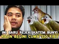 SIAPA YANG GAK BAHAGIA || TIBA² DAPET KATEM RASA GACOR HARGA 350 RIBU DI PASAR BURUNG PRAMUKA 
