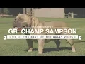 AMERICAN BULLY GR CH SAMPSON ONE OF THE BULLY WORLD S BEST