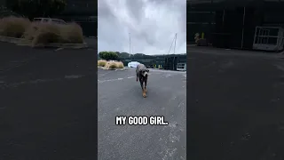 #fypシ #dream #pets #doberman #fyp