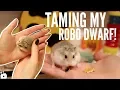 TAMING MY ROBOROVSKI HAMSTER