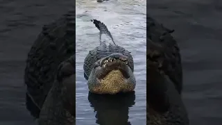 صوت التمساح 