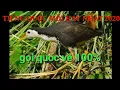 Download Lagu Tiếng quốc gọi đấu hay nhất 2020- hoàng kiên vlog