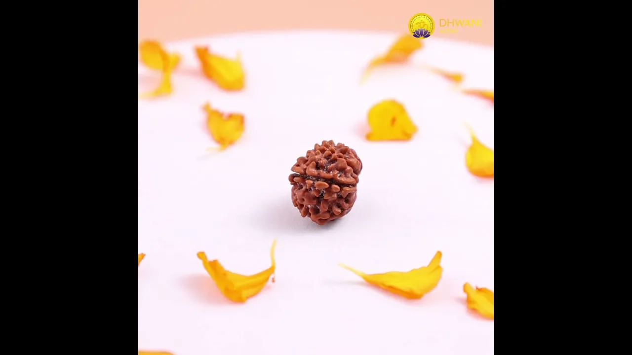 Nepali 13 Mukhi Rudraksha (Thirteen-Faced)