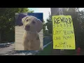 Boise dog owner believes his dog was kidnapped and being held for ransom