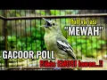 Download Lagu Sirtu gacor full variasi mewah,terbukti Ampuh bikin emosi lawan