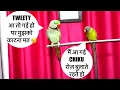 Lagu ट्वीटी किस्सी 😘दे दो 🦜😍बोलने वाला तोता 🦜 Talking Parrot 