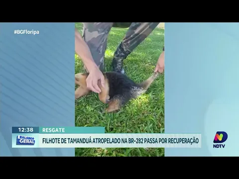 Filhote de tamanduá-mirim resgatado após atropelamento na BR-282 passa por recuperação