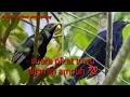Lagu suara pikat burung tuwu Sulawesi dijamin ampuh 💯 buat pikatan