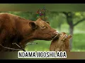 Download Lagu NDAMA JIGOSHILAGA = UJUMBE WA SAMOJA