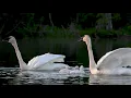 Trumpeter Swan Song