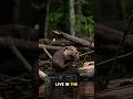 Download Lagu Why Beavers Are Nature's Architects #shorts