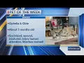 Pet of the Week Ophelia Obie Finger Lakes SPCA
