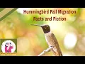 The Truth About Hummingbirds and Their Fall Migration