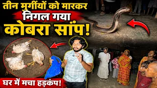 तीन मुर्गियों को मारकर देखिए कैसे छुप गया कोबरा सांप 🤔🐍 Ballia rescueteam - 7985258402