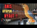 Lagu Merangsang Emosi Dalam Hitungan Detik. Pancingan Anis Merah Diampun Langsung Bunyi 