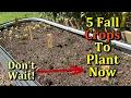 5 Fall Crops to Plant in August All the Steps - Direct Seeding