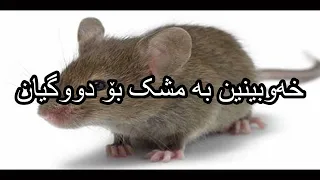 خەوبینین بە مشک بۆ دووگیان Dream Reading In Kurdish 