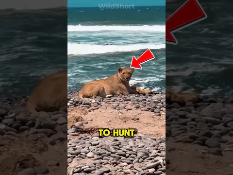 😱 Desert Lions Hunting Seals?!🦁