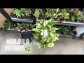 LOWES RESTOCK Plant shop with me