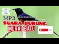Download Lagu SUARA BURUNG MURAI BATU PADU | BUNYI BURUNG PADU | SUARA ENAK DI DENGAR