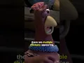 Did You Know In CHICKEN RUN