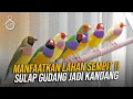 Download Lagu GOULD AMADINE BURUNG WARNA WARNI DARI AUSTRALI‼️EMPRIT JEPANG MATA MERAH JUGA ADA‼️GONGA BIRDFARM