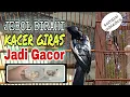 Download Lagu JEBOL BIRAHI KACER GIRAS||sampai mbagong kemudian jadi gacor✓✓