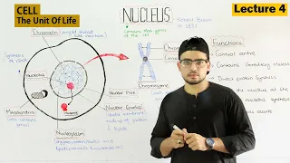 Nucleus Structure and Function 4