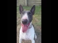 Fun with NSW Bull Terrier Rescue Inc Dogs In Care