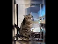 Download Lagu Skill Drummer Mr dogs \u0026 Mr cats #cat #hewanbesar #binatang #funny #hiburansegar #shortvideo #shorts