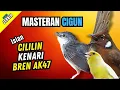 Lagu Masteran Ciblek Gunung Isian Cililin, Bren Ak 47, Belalang Emas | Masteran Cigun Komplit