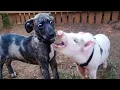 Download Lagu Unexpected Laugh with these Animals 🤣 Funny Animal Videos 2025