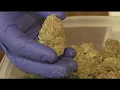 Discussion in West Springfield about prohibiting marijuana sales