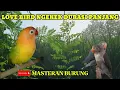 Download Lagu LOVE BIRD NGEKEK DURASI PANJANG, MASTERAN BURUNG JAWARA. 