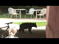 Bear disrupts move-in day at CSU