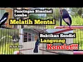 Download Lagu Simulasi Lomba Kacer | Melatih Mental Burung Kacer | Membangkitkan Jiwa Fighter | Agar Kacer Konslet