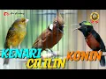 Download Lagu MASTERAN KOMBINASI CILILIN _ KENARI _ KONIN
