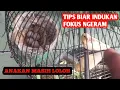 Download Lagu SOLUSI INDUKAN KENARI TERGANGGU NGERAM TELOR KARNA MELOLOH ANAKANNYA #ternakkenari #ternakenari