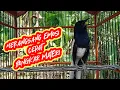 Download Lagu Kacer ngeplong merangsang kacer lain cepat bongkar materi