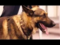 The Lake County K-9 Unit