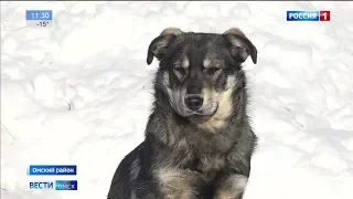 Стаи бездомных собак на улицах города