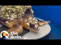 Woman Spends 92 Days Saving A Sea Turtle Covered In Barnacles The Dodo