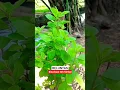 Download Lagu Ada yang pernah coba teh daun BELUNTAS? 🌱🌱☕ #tehherbal #tanaman #toga