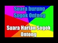 Download Lagu Masteran suara burung Sogok Ontong - suara burung masteran terlengkap !!