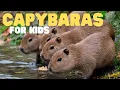 Capybaras for Kids Learn all about this large rodent