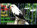 Lagu MASTERAN LOVEBIRD PAUD DI JAMIN AMPUH 100% EMOSI SALING NYAUT...!!